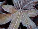 dl_27031218_Frozen Leaf.jpg
